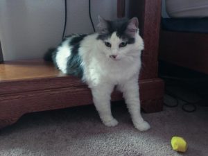 Ruby the cat.